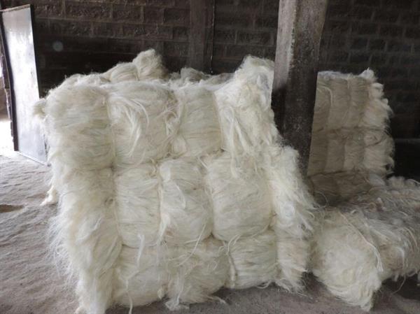 Sisal fibre